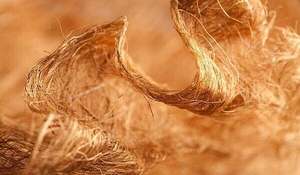 Cellulose là gì? Ứng dụng của cellulose trong thời trang Cellulose là gì