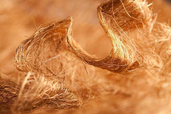 Cellulose là gì? Ứng dụng của cellulose trong thời trang